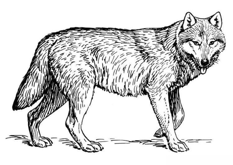 Wilk kolorowanki